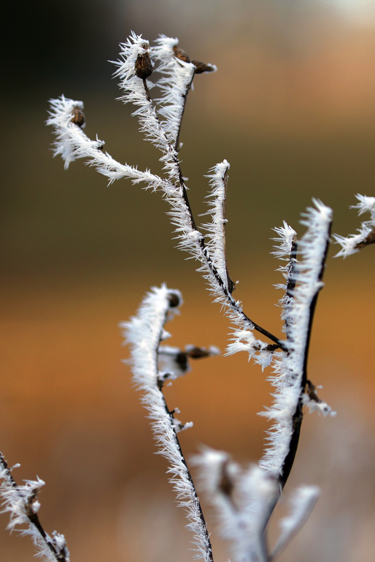 Frostige Zweige